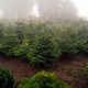 Image for article titled Put Up a Tree This Year